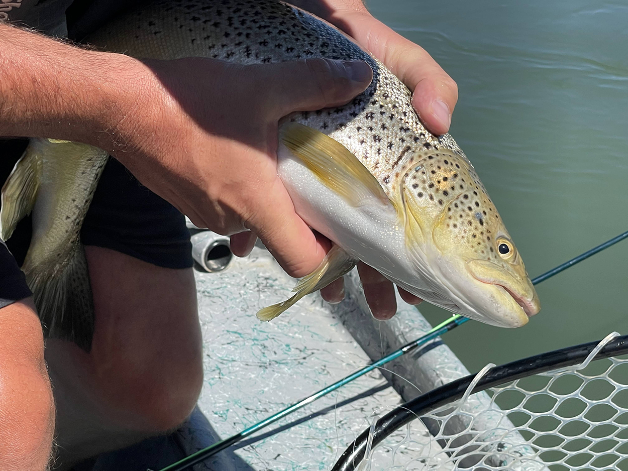 Spring Fly Fishing on the Bow River: A Guided Perspective