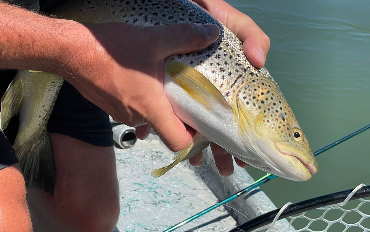 rainbow trout bow river in drift boat.